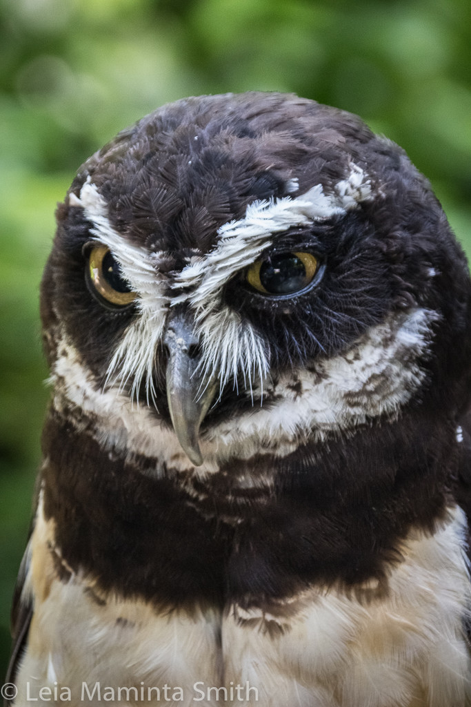 Spectacled Owl by princessleia