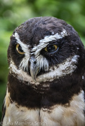 1st Aug 2015 - Spectacled Owl