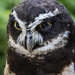 Spectacled Owl by princessleia