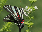 21st Jul 2015 - Zebra swallowtail (on Sweet basil)