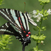 Zebra swallowtail (on Sweet basil) by rhoing