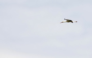 6th Aug 2015 - IS THIS A STORK?