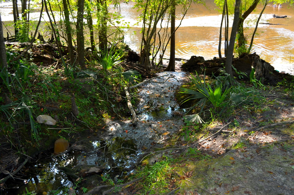 Little spring-fed creek leading to the Edisto River in southeastern South Carolina. by congaree
