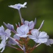 4 August 2015 Plumbago by lavenderhouse