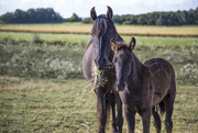 30th Jul 2015 - Mother and son - Menorquín horses