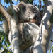 chubby cheeks by koalagardens