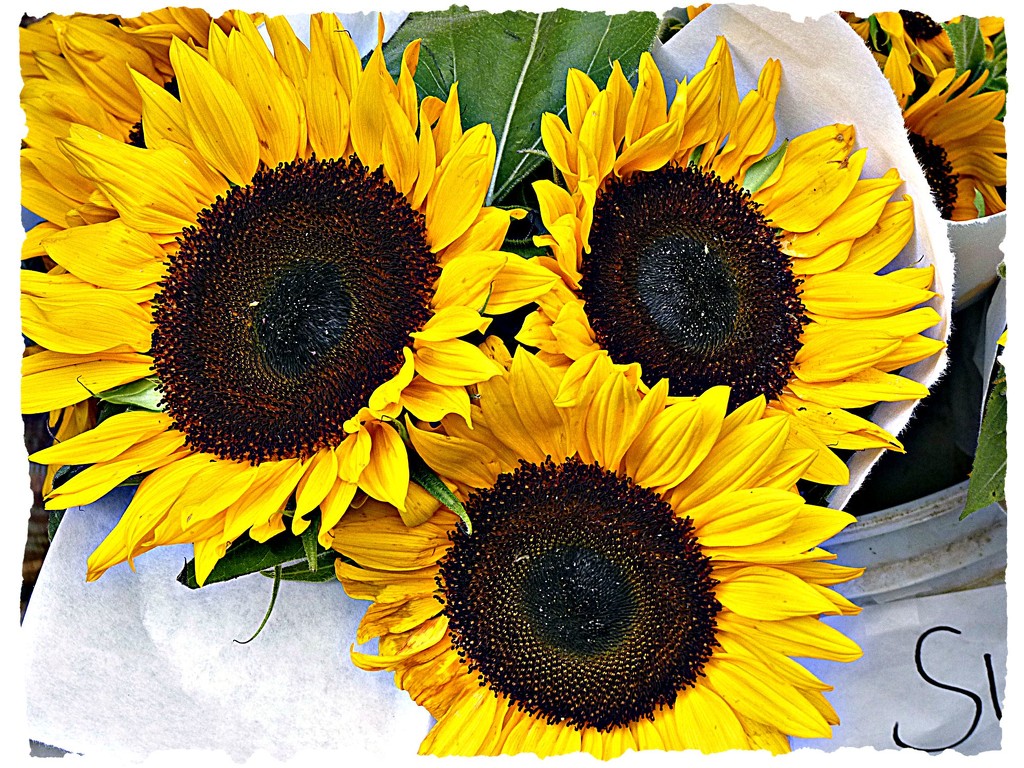 Farmer's Market Sunflowers by peggysirk
