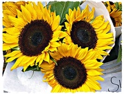 6th Aug 2015 - Farmer's Market Sunflowers