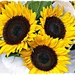 Farmer's Market Sunflowers by peggysirk