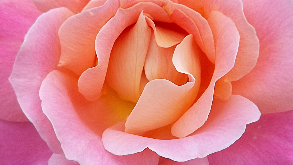 Soft pink and peach rose. by grace55