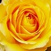 Golden yellow rose. by grace55