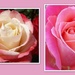 Rishton roses. by grace55
