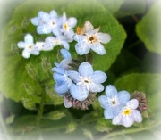 6th Aug 2015 - Forget-me-not