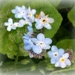 Forget-me-not by cruiser