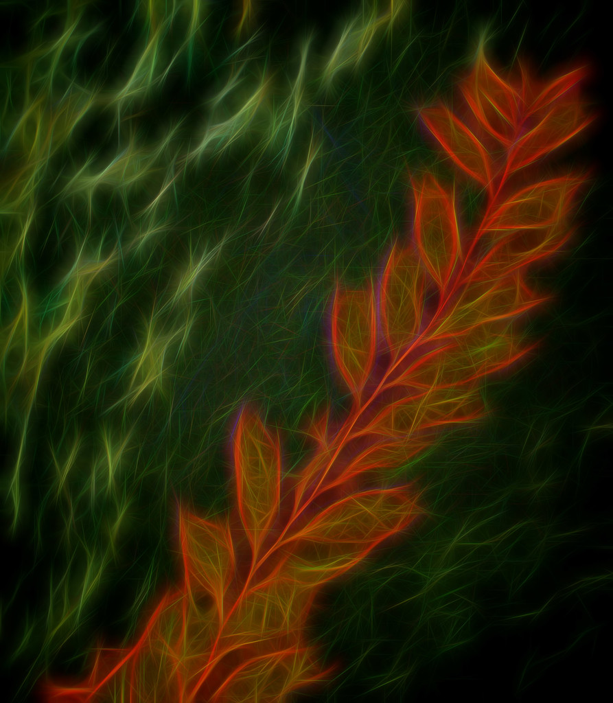 Kelp  by joysfocus