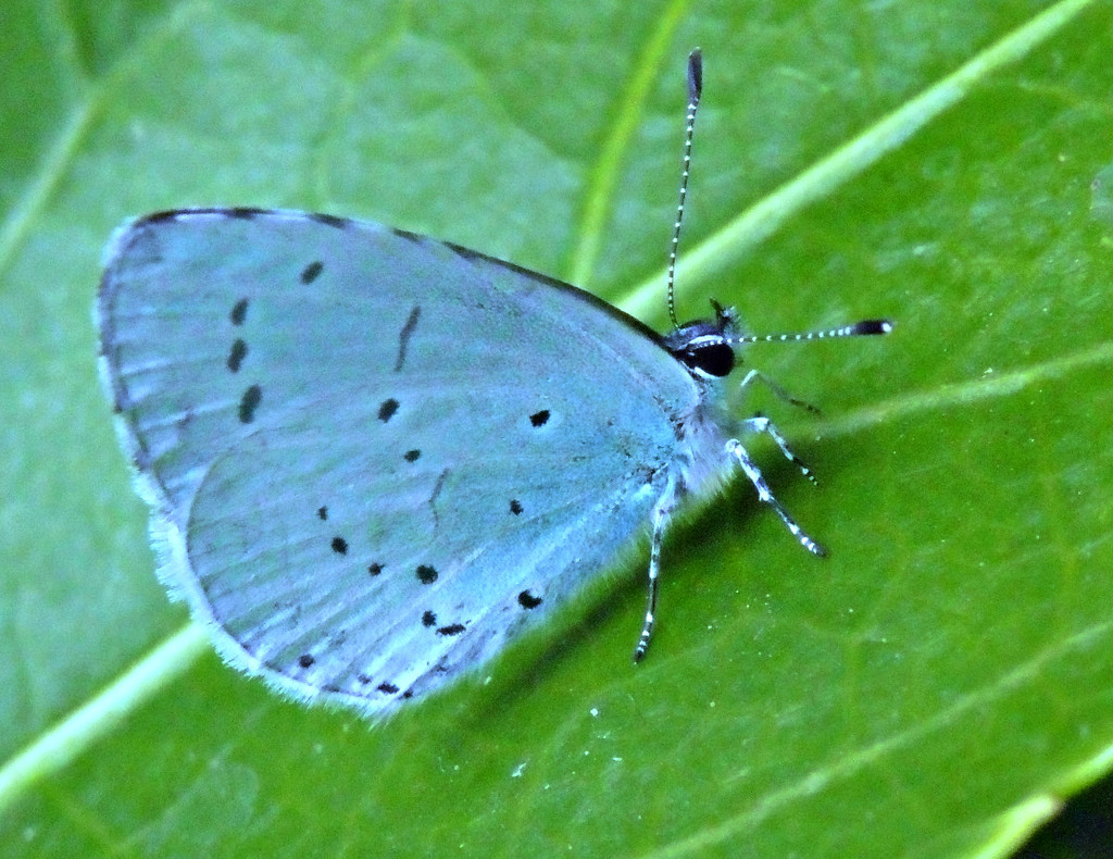 Holly Blue by wendyfrost
