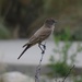 Say's Phoebe, New Mexico by annepann