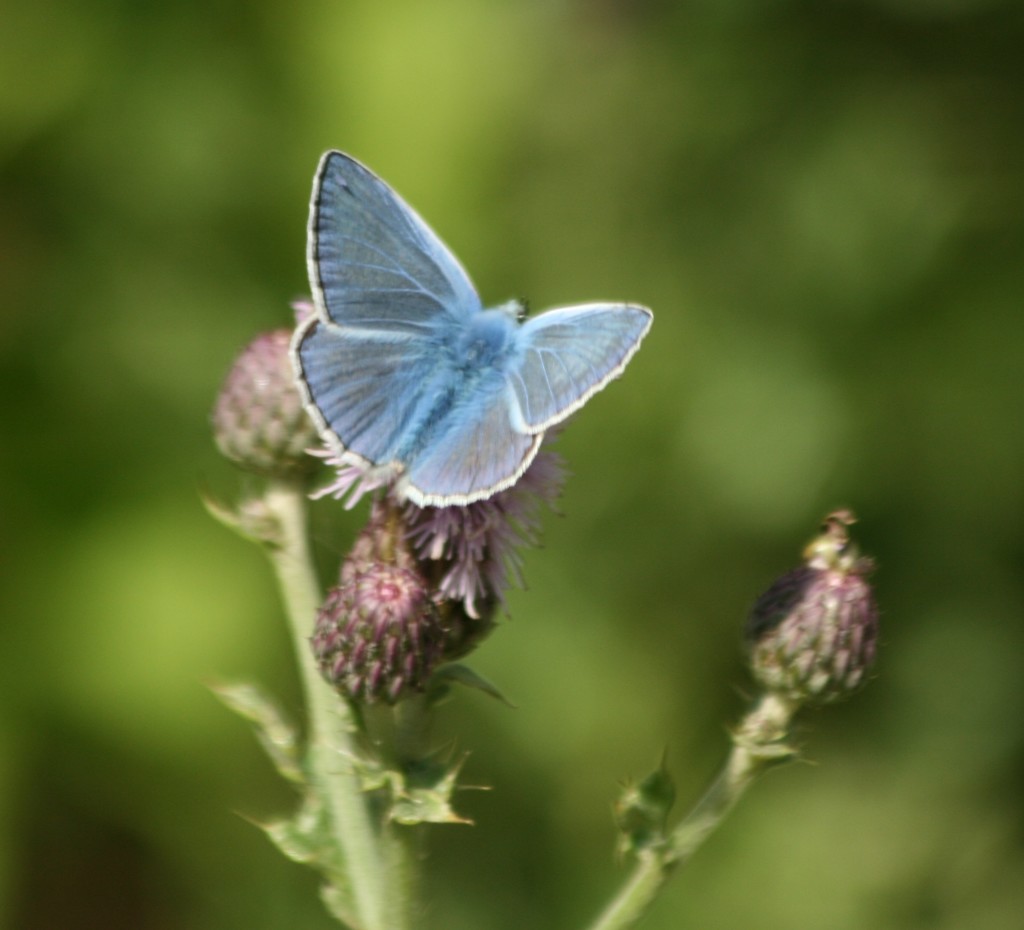 Common Blue by orchid99