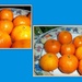 Oranges. by grace55