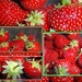 Strawberry delights. by grace55