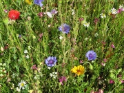 6th Aug 2015 - Flowers in the Meadow