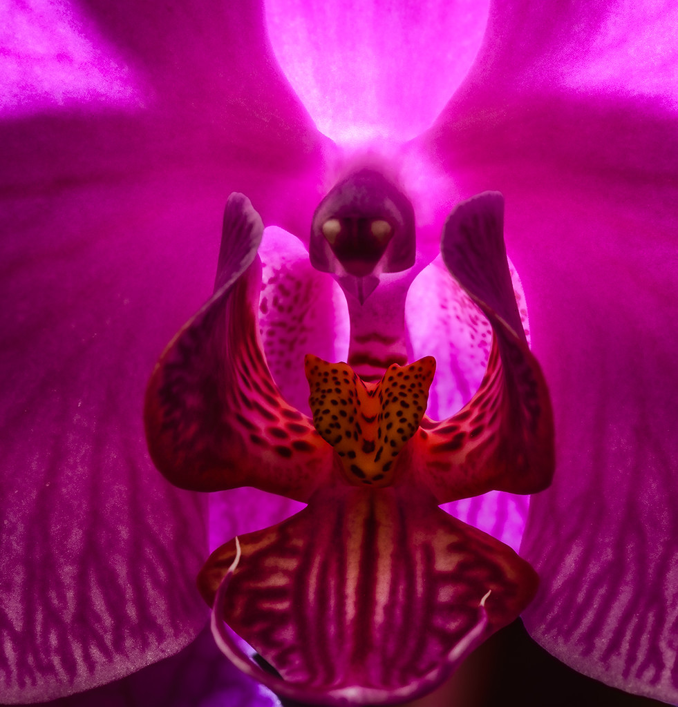 Angel Singing In an Orchid by jgpittenger