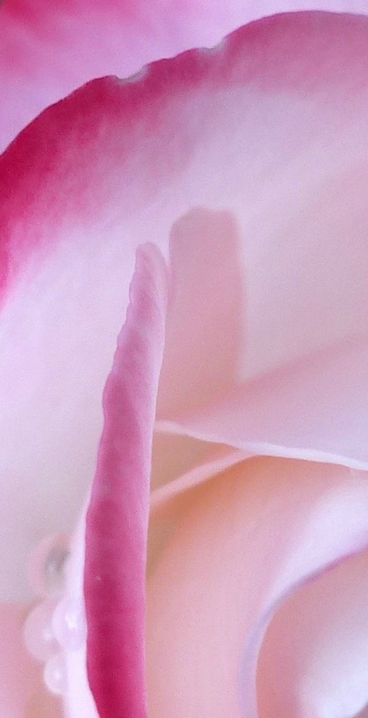 Raspberry rose. by jokristina