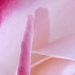 Raspberry rose. by jokristina