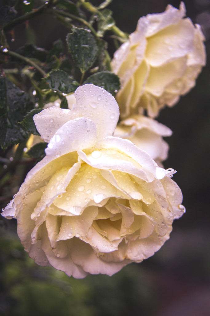 Rainy Rose by kph129