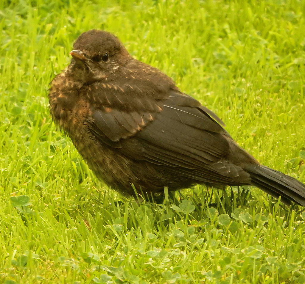 I think this is a young black bird.? by snowy