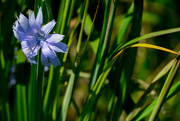 6th Aug 2015 - Chicory and grass