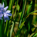 Chicory and grass by rminer