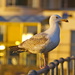 GOLDEN HOUR GULL by markp