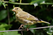 5th Aug 2015 - GREENFINCH