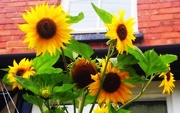 4th Aug 2015 - Sunflowers