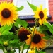 Sunflowers by boxplayer