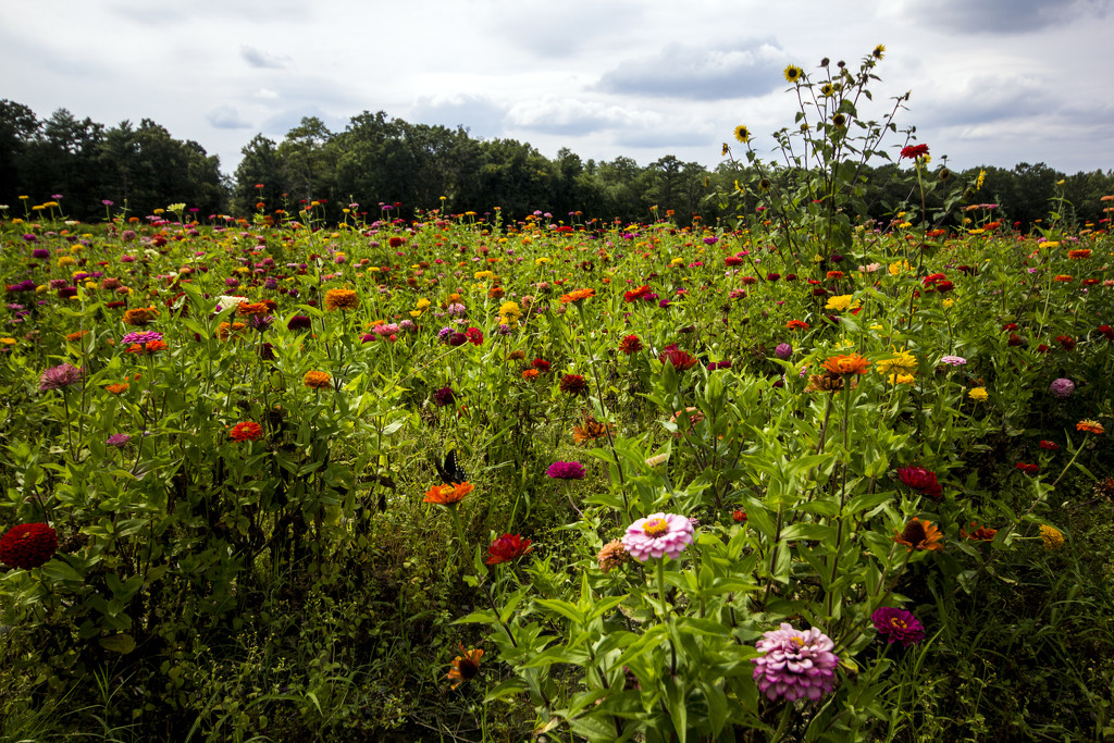 Field of Flowers by hjbenson
