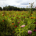 Field of Flowers by hjbenson