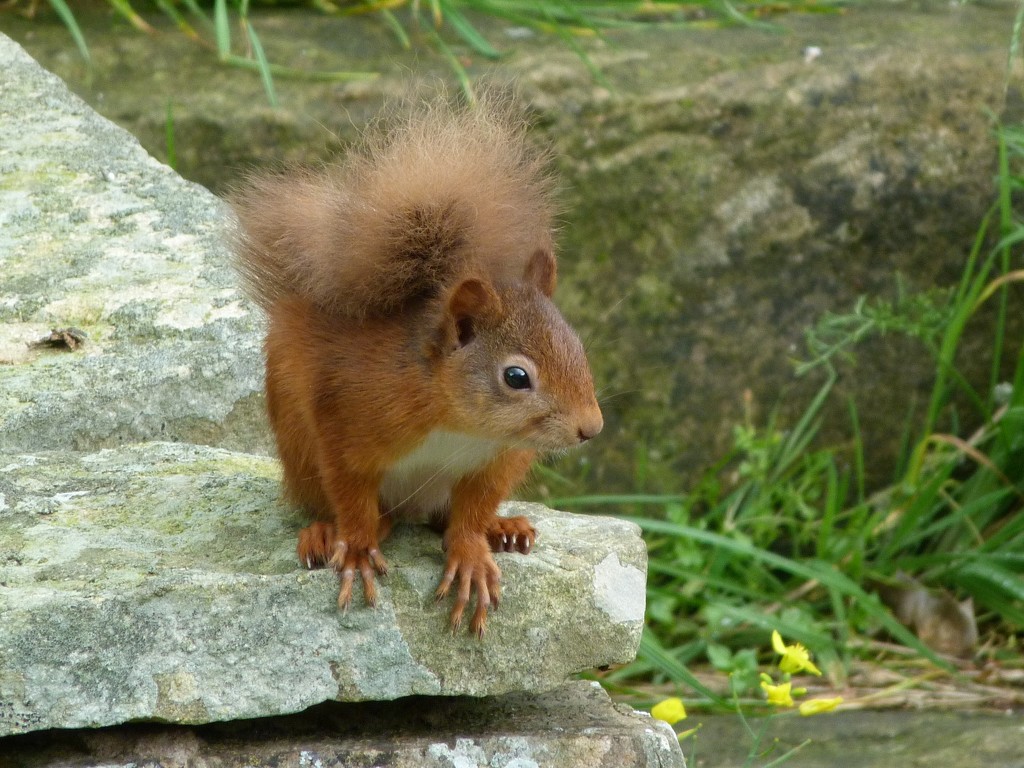 my little squirrel friend by shirleybankfarm