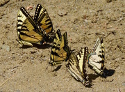 13th Jul 2015 - Eastern Swallowtail Party