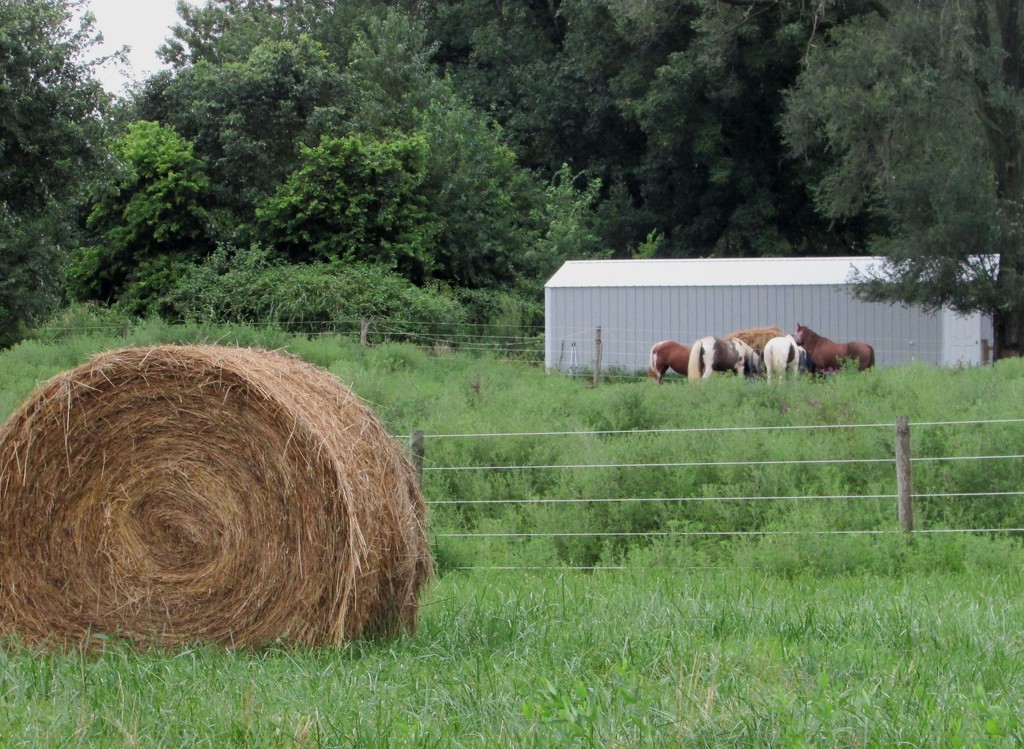 Hay Is for Horses  by tunia