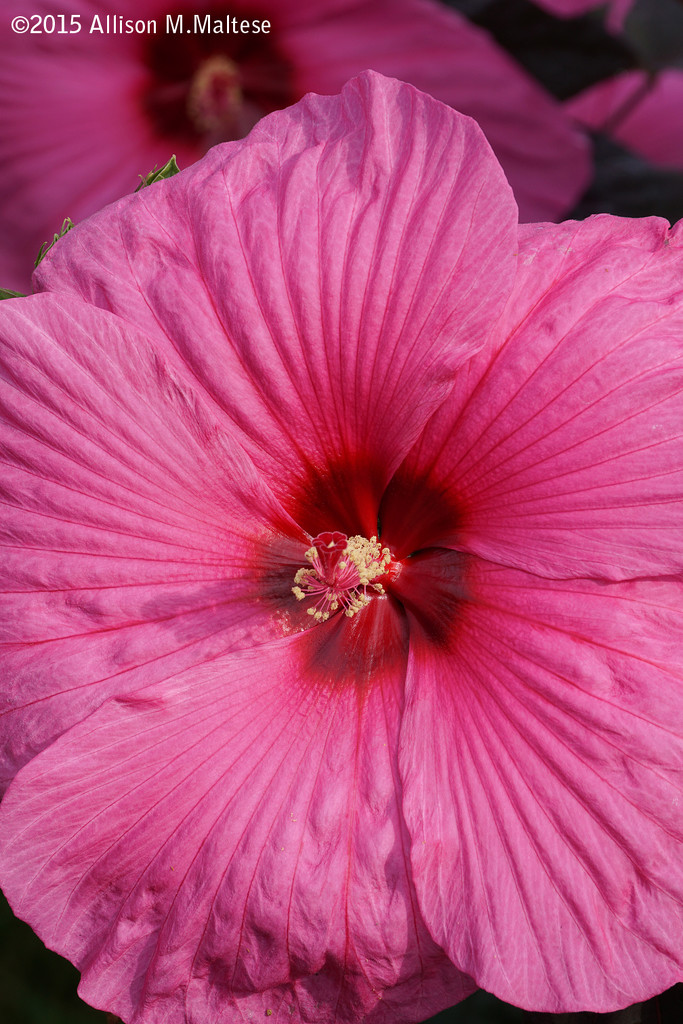Pink Hibiscus #2 by falcon11