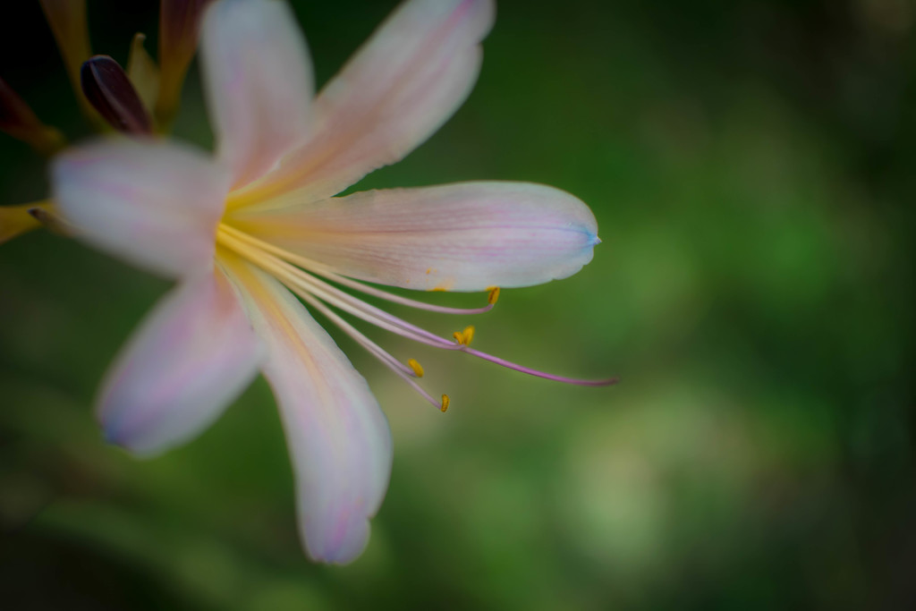 Naked Lady Lily by ckwiseman