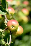 6th Aug 2015 - Apples!