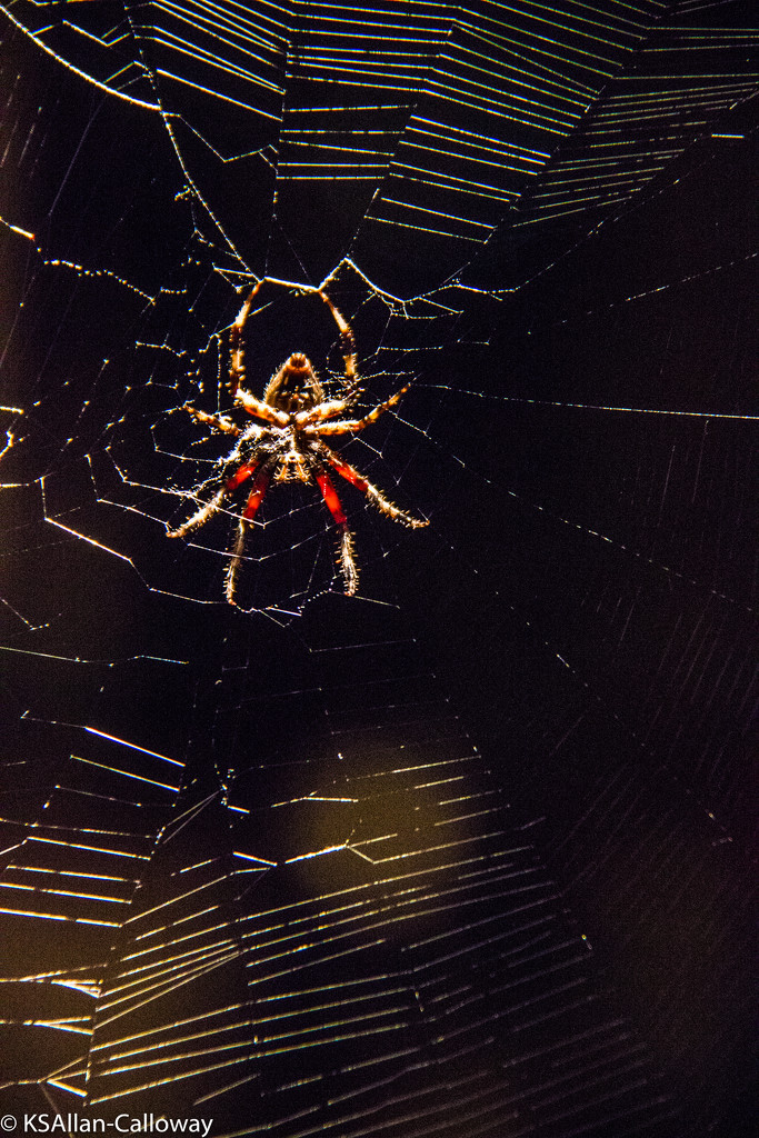 Spider by randystreat