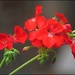 Red Geranium by olivetreeann