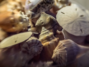 6th Aug 2015 - Sea Shells