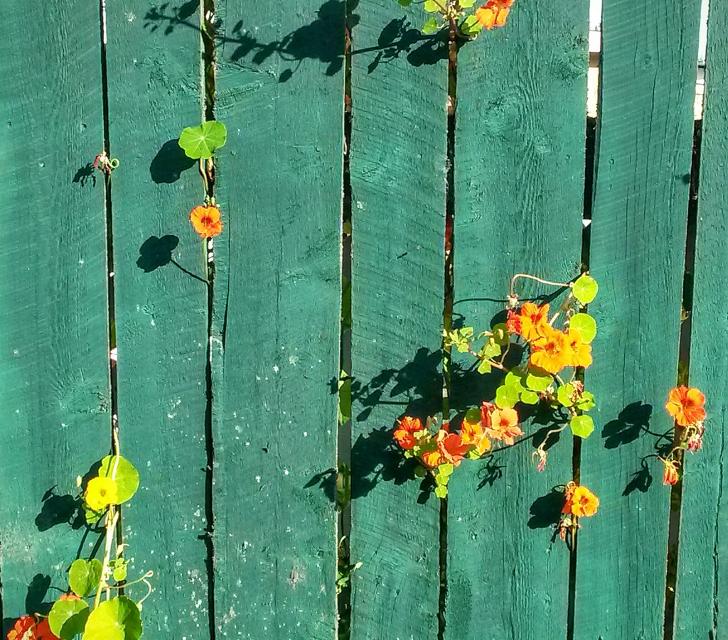 A fence in bloom by wilkinscd