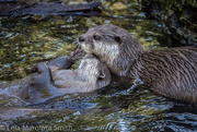 2nd Aug 2015 - Otter Love