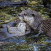 Otter Love by princessleia